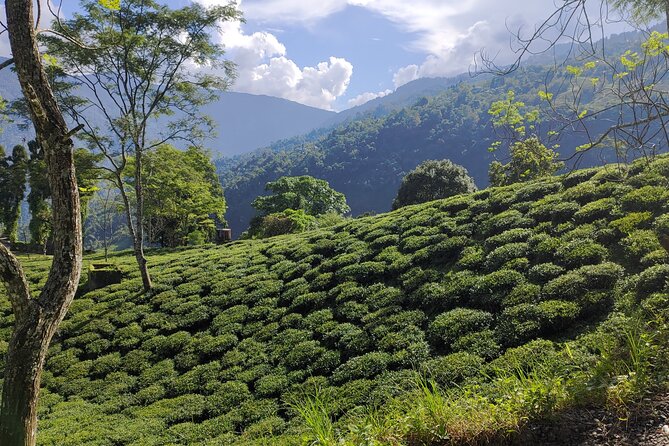 Tea Pluckers' Day - Price and Value: What $85.11 Buys You in the Darjeeling Hills