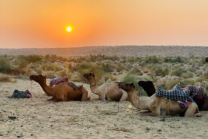 Thar Desert Camel Tour, Guide with over 25 years of experience! - Sunset Masala Chai, Snacks, and the Dune-to-Dinner Transition