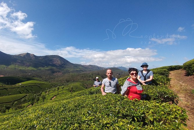 Trekking in Munnar - Entering Munnar’s Tea-and-Shola World from the 1450 m Start