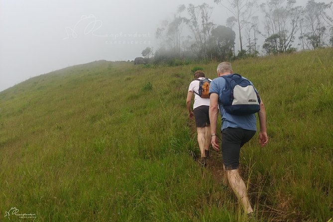 Trekking in Munnar - Picnic Lunch and Refreshments: Fuel That Fits a 4-Hour Trek