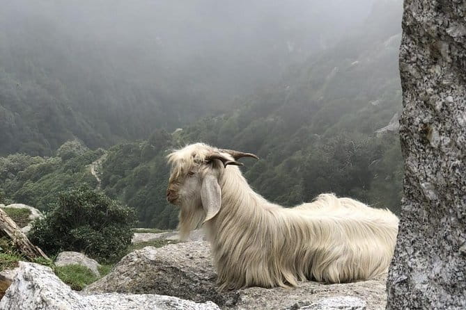 Triund Trek - The Triund Trek is the short-trek antidote to long planning