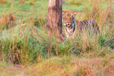 Two Night Tiger Safari Experience at Tadoba National Park &Transfers From Nagpur
