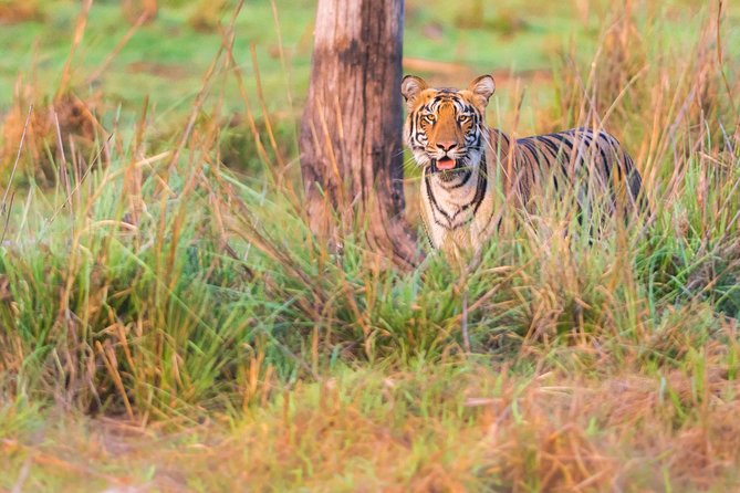 Two Night Tiger Safari Experience at Tadoba National Park &Transfers From Nagpur - Tadoba tiger safaris, designed for real viewing time
