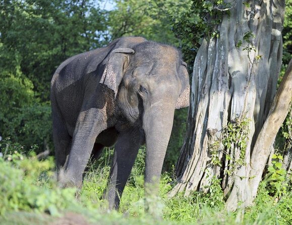 Udawalawa National Park Safari Day Tour - Key highlights you should know