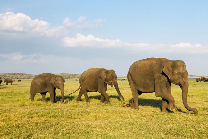 Udawalawa National Park Safari Day Tour - Stop 1: Elephant Transit Home (ETH) and the milk-feeding moment