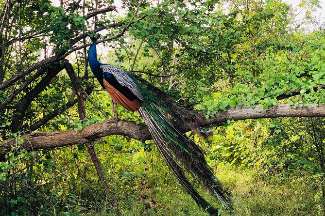 Udawalawa National Park Safari Day Tour - The guide experience: careful driving, clear planning, and no rushing