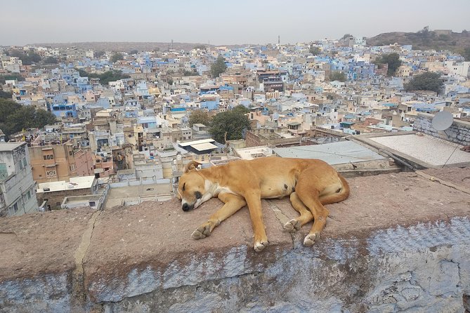 walk to bluecity heritage tour - The guide experience: where the tour becomes Jodhpur, not a checklist