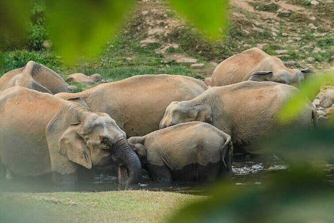 Wild Elephant Anakulam & Waterfalls Tour(munnar valley Trekking) - Key highlights to know before you go
