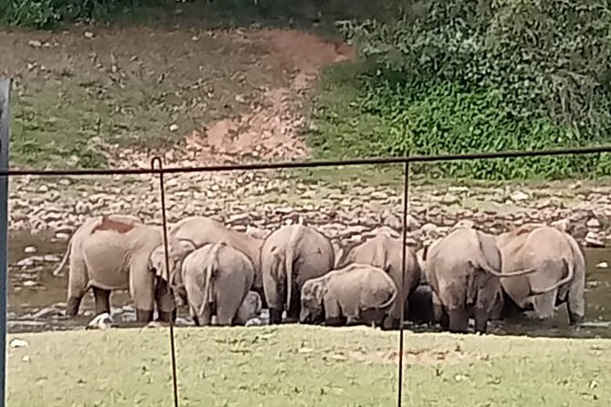 Wild Elephant Anakulam & Waterfalls Tour(munnar valley Trekking) - Viriparai waterfalls: where the day turns green and wet