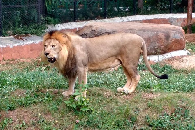 Wild life tour in Chennai with guide and private car - Crocodile Bank Trust: conservation work, with famous residents