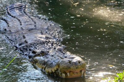 Wild life tour in Chennai with guide and private car