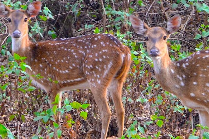 Wild life tour in Chennai with guide and private car - Lunch and comfort: the small stuff that makes the day work