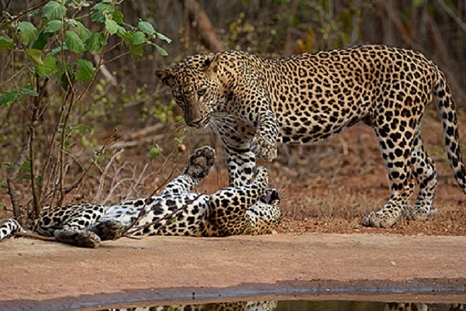 Yala Safari Private Day Tour Kaluthara/Beruwala/Bentota/Kosgoda/Ahungalla - Key highlights