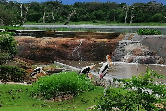 Yala Safari Private Day Tour Kaluthara/Beruwala/Bentota/Kosgoda/Ahungalla - Why this Bentota-area trip makes Yala possible in one day