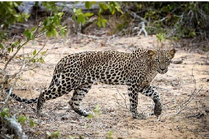 Yala Safari Private Day Tour Kaluthara/Beruwala/Bentota/Kosgoda/Ahungalla - Pickup across Induruwa, Kosgoda, Ahungalla, Bentota, Aluthgama, and Beruwala