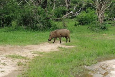 Yala Safari Private Day Tour Kaluthara/Beruwala/Bentota/Kosgoda/Ahungalla