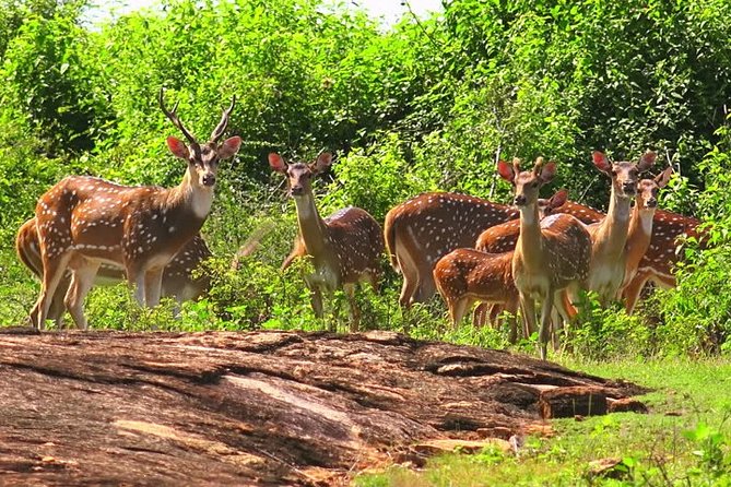 Yala Safari Private Day Tour Kaluthara/Beruwala/Bentota/Kosgoda/Ahungalla - Wildlife viewing tips that match how Yala works