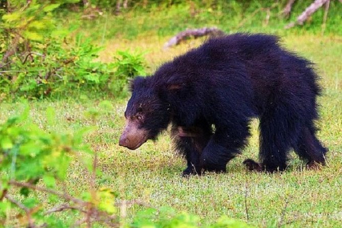 Yala Safari Private Day Tour Kaluthara/Beruwala/Bentota/Kosgoda/Ahungalla - Price and logistics: what $220 per person really buys
