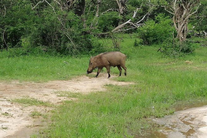 Yala Safari Private Day Tour Kaluthara/Beruwala/Bentota/Kosgoda/Ahungalla - 4WD safari with a driver-tracker: what you’re really paying for
